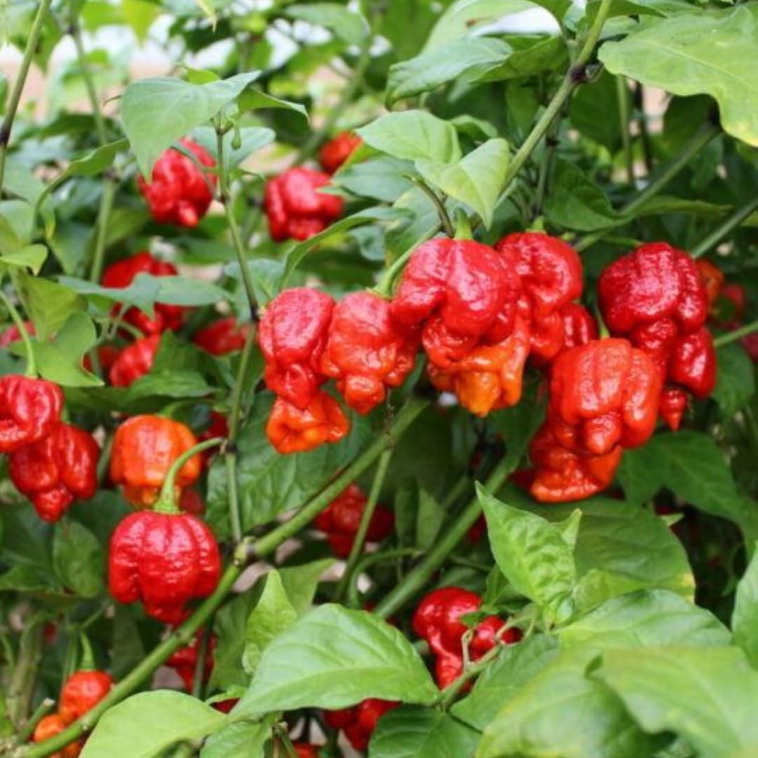 Live Carolina Reaper Pepper Plant in 4 Inch Pot, 4–7 Inch Tall Seedling, Hot Chili Pepper Plant for Garden or Container Growing
