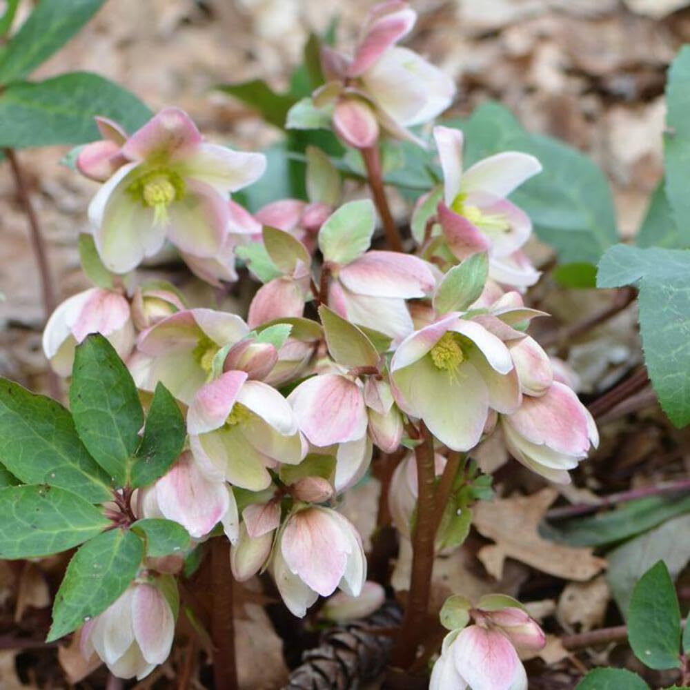 Perennial Farm Marketplace Helleborus ‘Ivory Prince’ (Lenten Rose) Live Perennial, Size-Quart, Ivory Late Winter to Spring Flowers with Evergreen Foliage