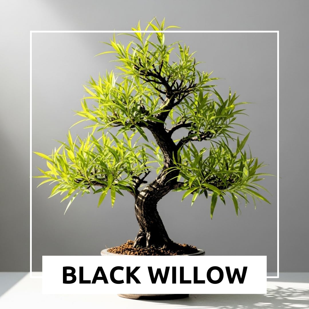 Blackskin Willow Bonsai Tree Cutting to Grow - Rare Dark Branches, Easy-to-Grow Bonsai for Indoor & Outdoor Decor, Beginner-Friendly, Unique Miniature Tree Gift, Fast Growing