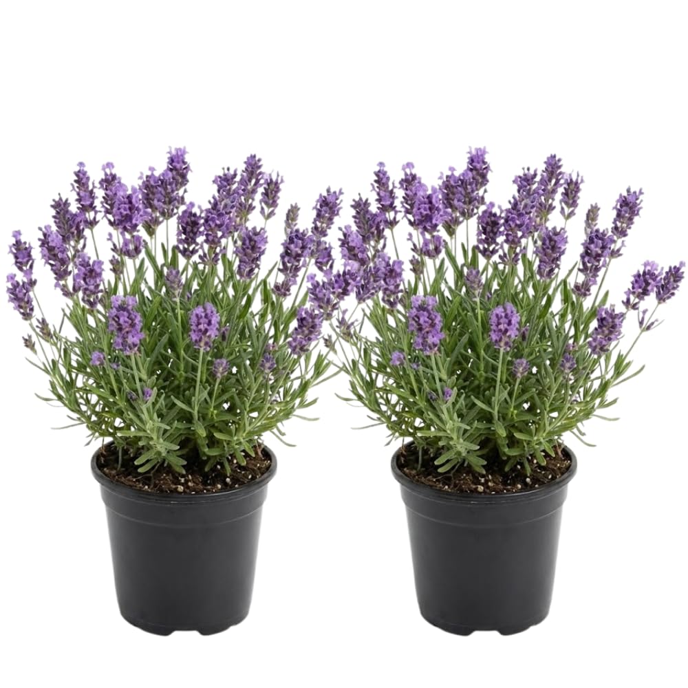 2 English Lavender Live Plant, 3" Pot, Fragrant Lavandula Angustifolia Flower, Live Lavender Plants for Inside Windowsills or Outdoor Gardens