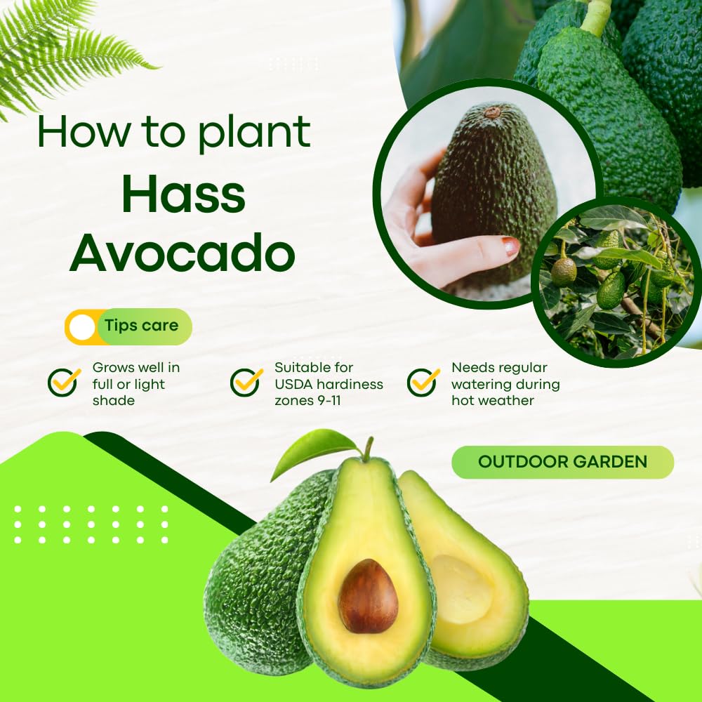 Live HASS Avocado Tree, Avocado Seedlings from 1 to 2 Feet Height, 3 Gal Pot for Edible Gardening, No Shipping to CA