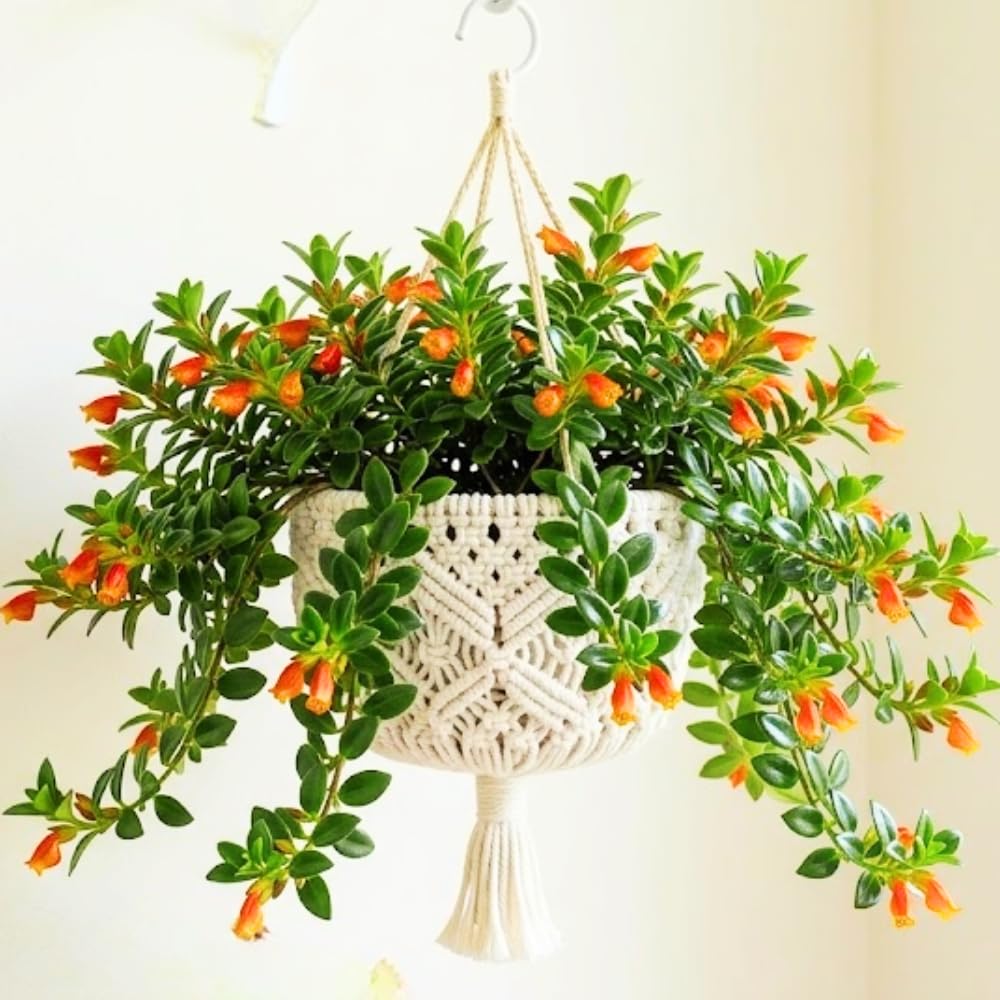 Trailing Goldfish Plant, Goldfish Plants Live Houseplants in 4 Inches Pot, Bright Blooms Flowers for Hanging Basket, Rare Indoor Succulents, 4 to 7 Inches Tall