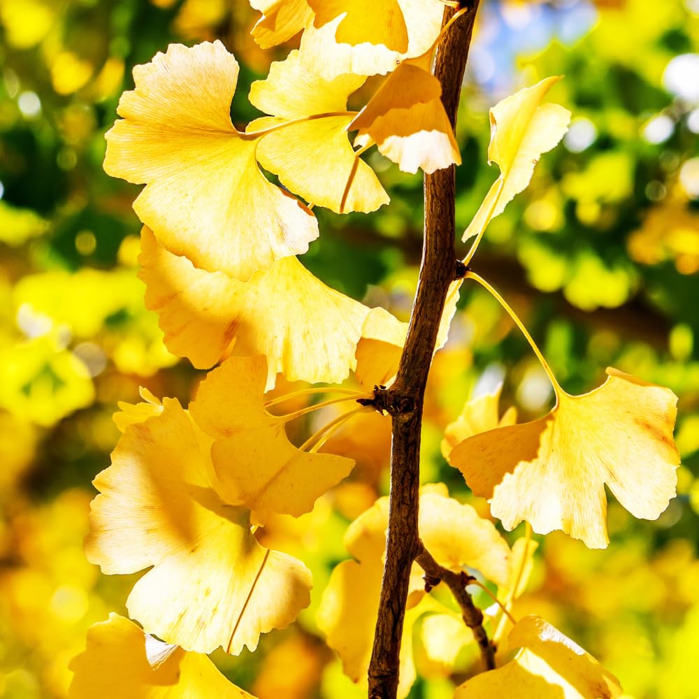Set of 2 Ginkgo Plants Live Bare Roots, 6-12 Inches Tall, Ginkgo Biloba Trees for Garden, Patio, or Indoor Decoration
