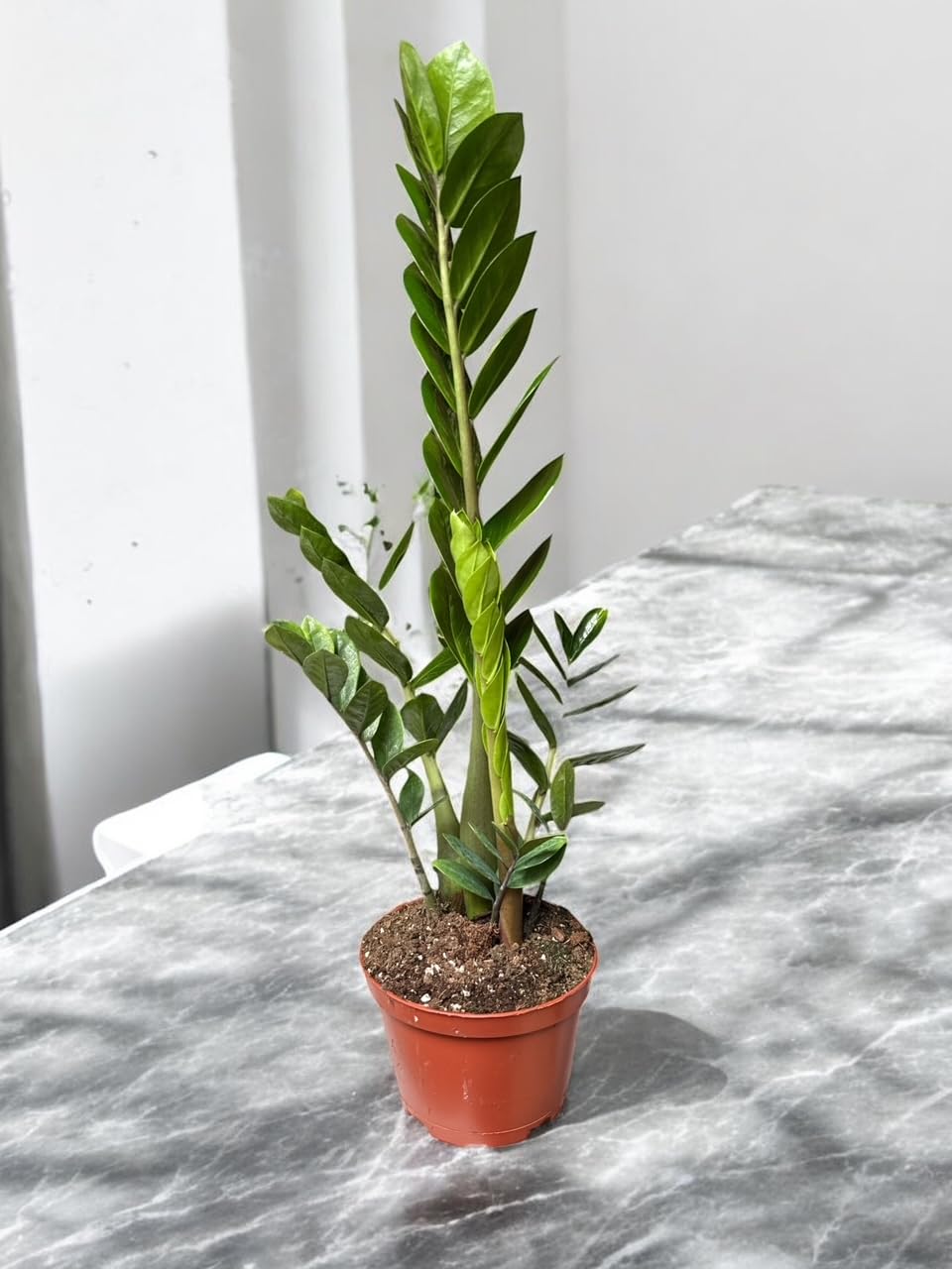 ZZ Plant in 6-inch Pot, Green Zamioculcas Zamiifolia, Indoor Air Purifying Plant for Home and Office Decor (1)