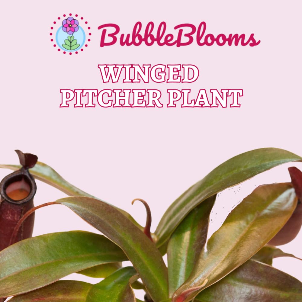 BubbleBlooms Winged Pitcher Plant, Carnivorous, in 2 inch Pot