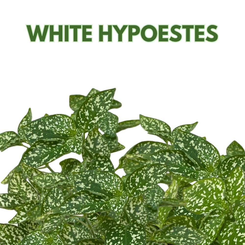 BubbleBlooms White Hypoestes phyllostachya 2 inch Set of 3 Flamingo Polka Dot Plant Tiny Mini Pixie Plants