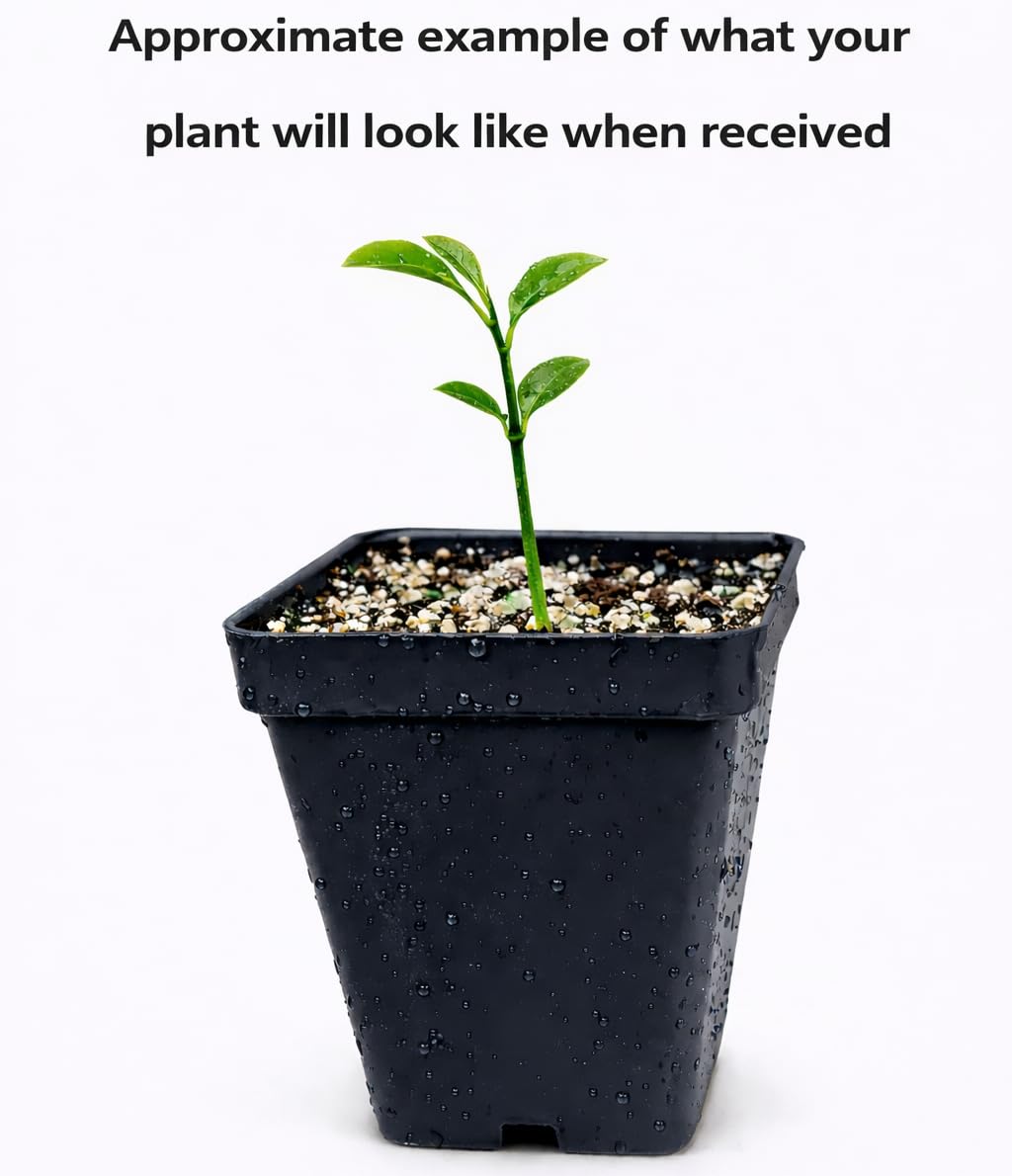 Ruby Red Grapefruit Tree - 2-5 Inch Tall Live Plant - Potted Sweet Grape Fruit Seedling - Citrus x paradisi 'Ruby Red'