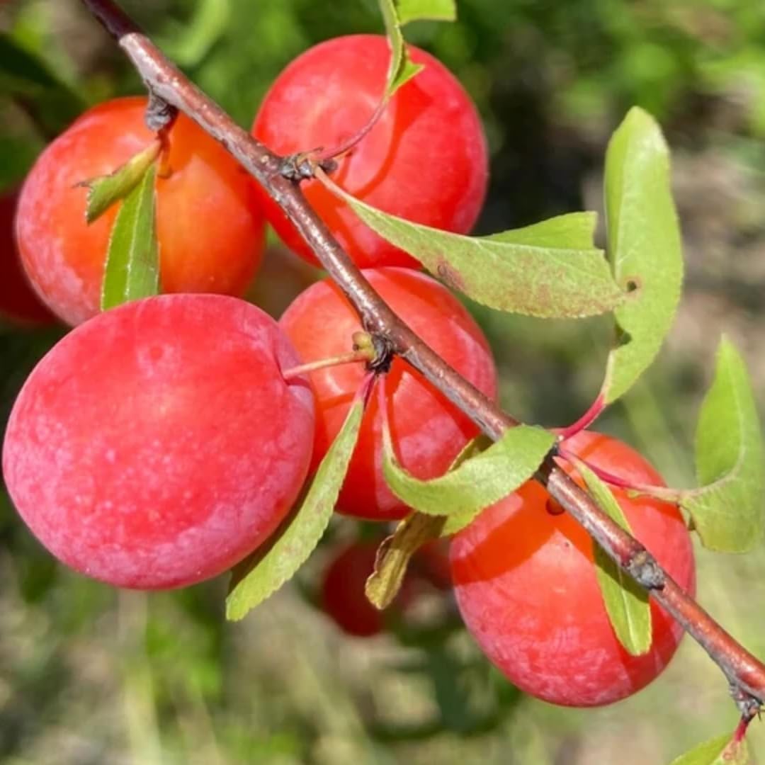 Wild Plum Tree Live Plant Seedling, 12 to 18 Inches in Tall, 1-2 Year Old Well-Rooted for Outdoor Planting, No Pot