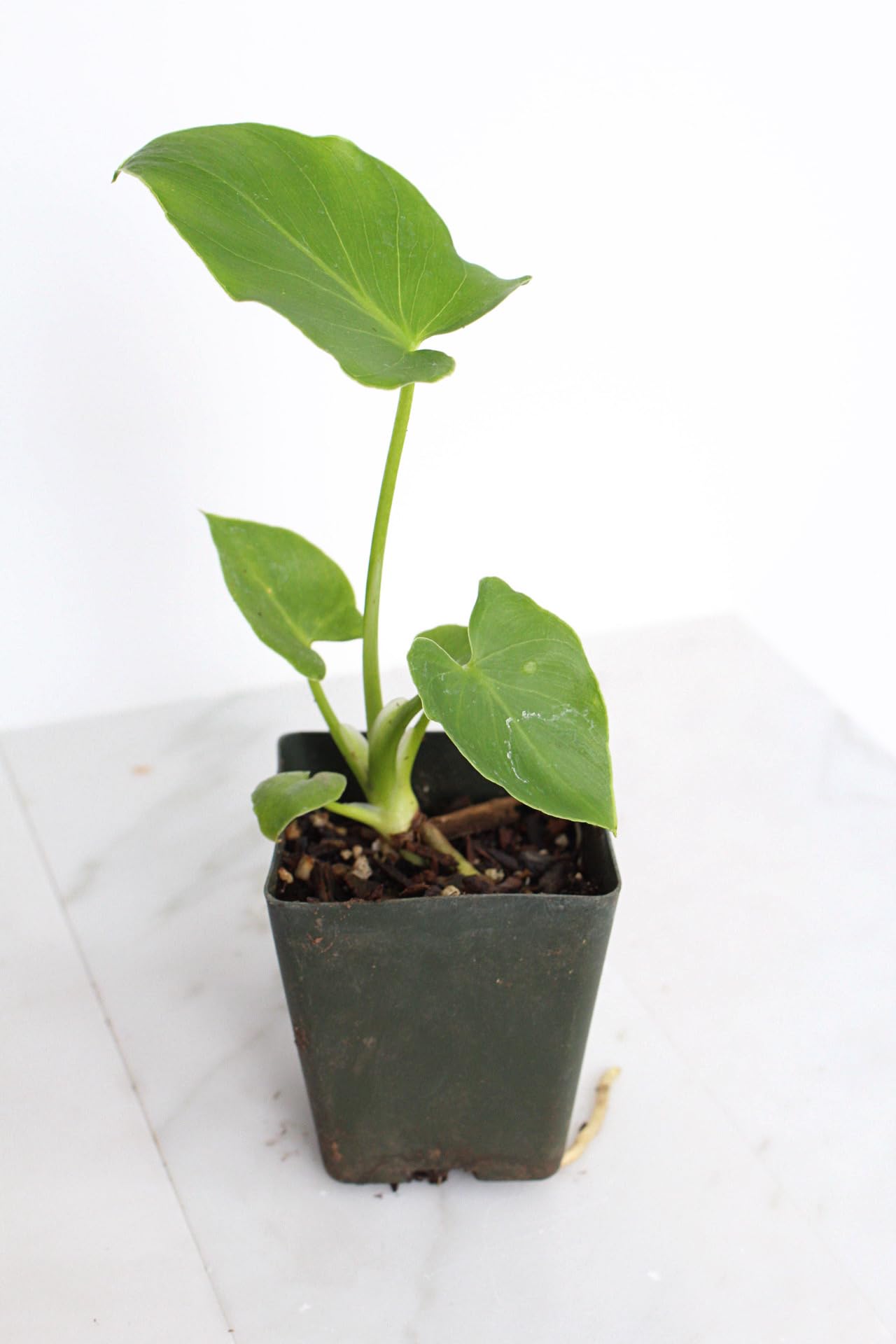Mini Philodendron Selloum Hope Starter Live Plant Fairy Garden Tree Tropical Houseplant Gift Indoor Plant Low Maintenance Easy Care Plant