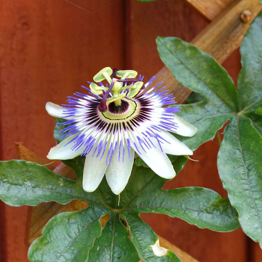 Blue Passion Flower Plant - Blue Passion Flower Vine Live Plant - Size 5 to 7 Inch Tall, Passiflora Flowers Starter Plant, Without Pot