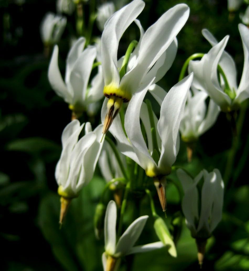 Live Plant - 5 Eastern Shooting Star Bulb/Roots - White Perennial Flowers - Primula meadia