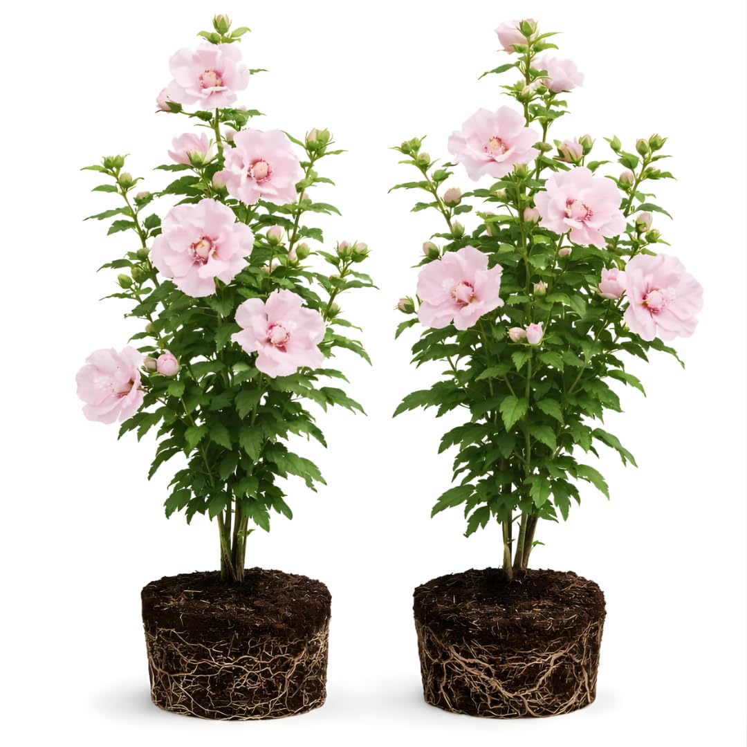 2 Rose of Sharon Tree Live Plant - Pink Althea, 1–2 Feet Tall Pink Hibiscus Syriacus, Flowering Shrubs for Outdoor Planting and Garden Beds, Dormant Plant