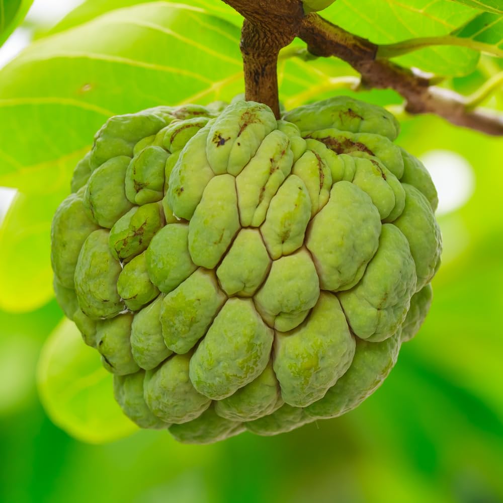 Green Sugar Apple Tree Live Plant, Tropical Custard Apple Fruit Plant, 1-2 Ft Tall in 1 Gallon Pot, Hardy, Cold Climate Ready, No Ship to CA,HI,AK