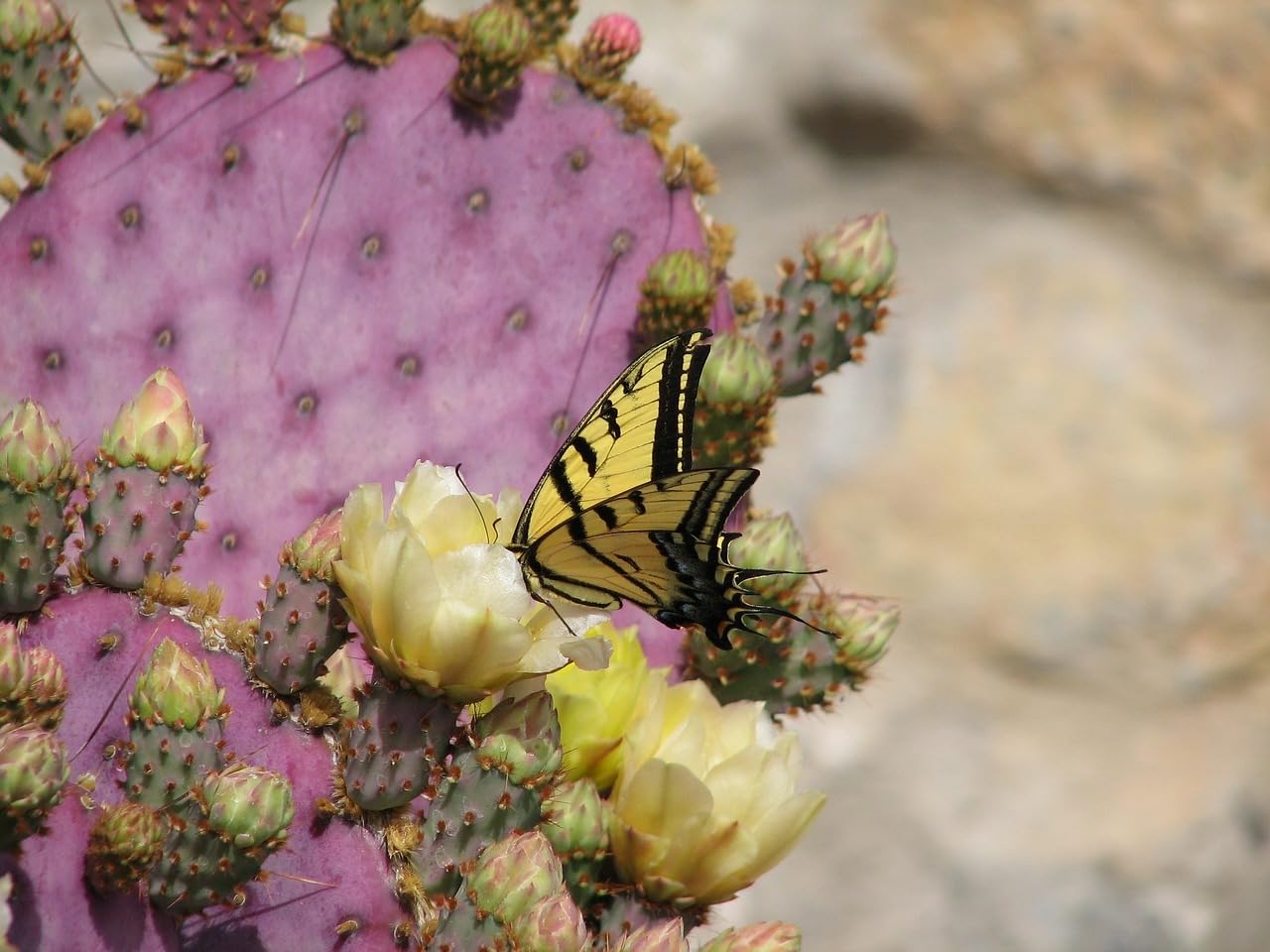 TWIGA Purple Prickly Pear Cactus 1 Pad Live Plant - Fresh and Vibrant Opuntia Genus Cactus Plants Live - Unique Purple Hue - Ready for Propagation - Ideal for Gardens or Indoor Spaces