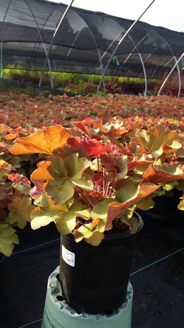Heuchera villosa 'Caramel' (Coral Bells) Perennial, peach-yellow foliage, 1 - Size Container