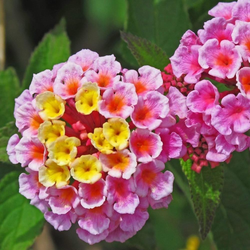 2 Lantana Plants Live, Lantanas Live Plants for Planting Indoor Outdoors, Perennial Flowers, 4-9 Inch Tall Well-Rooted (Pink Lantana)