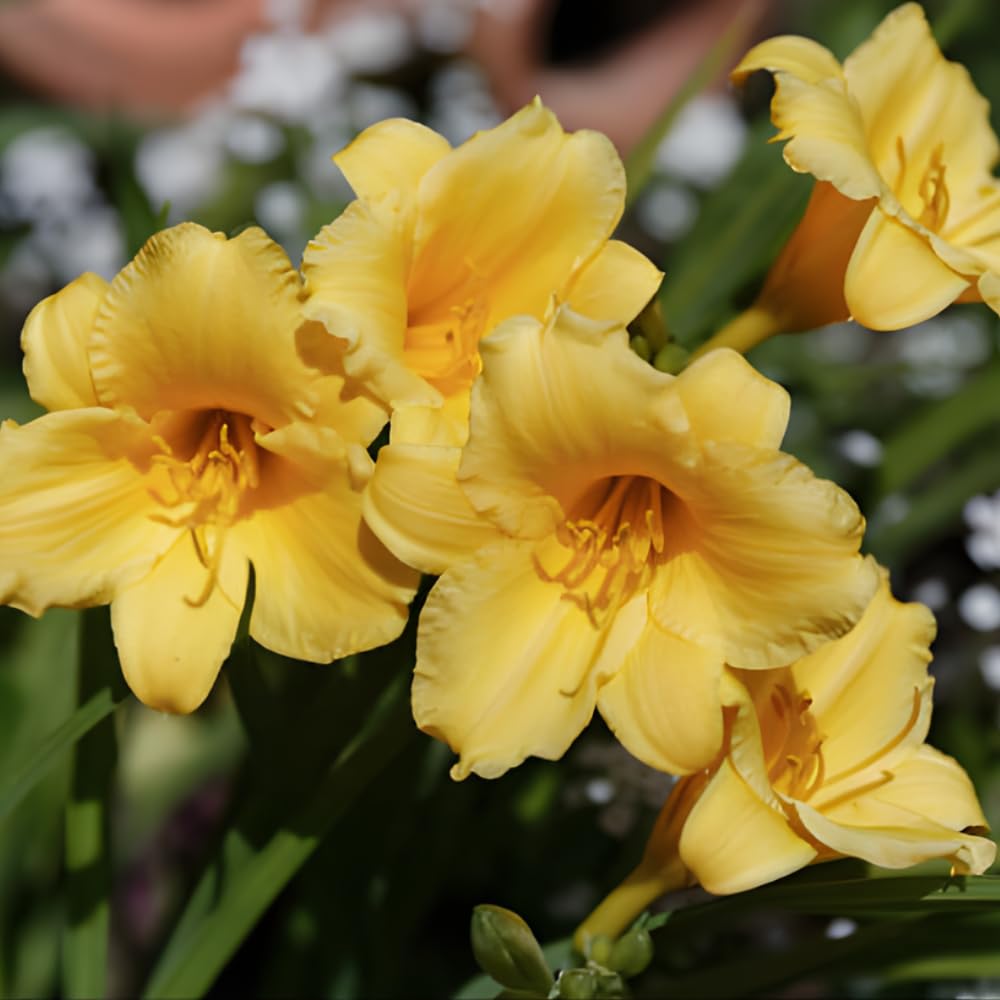 25 Stella de Oro Daylily Plants Live Bare Root Fans, Low Maintenance, Hardy Perennial Flowers, Ideal for Border Gardens, Beds & Outdoor Landscaping