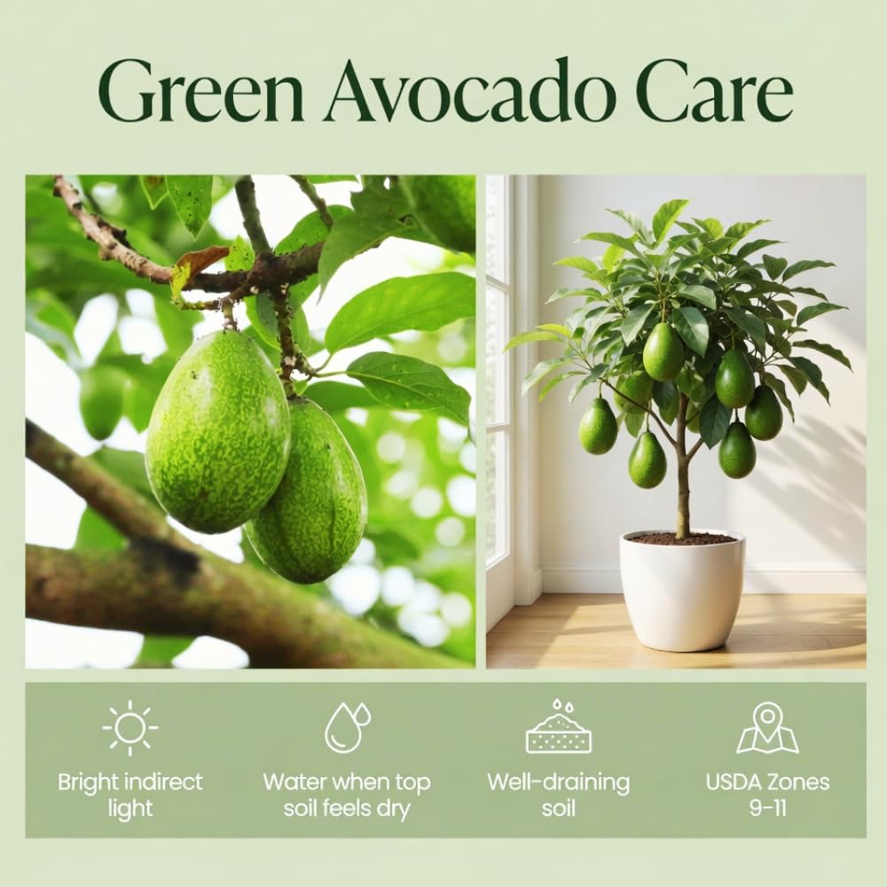Green Avocado Tree, Avocado Trees Live Plants in 3 Gallon Pot, Fruit Bearing Plant for Outdoor Garden, 1-2 Feet Tall, No CA