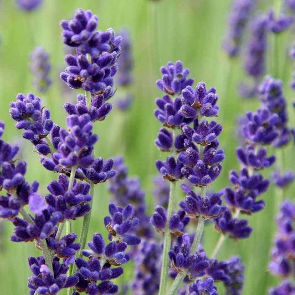Carbeth Plants English Lavender Herb Plant 1 x Large 14cm Pot – Upright, Bushy Purple Lavender for Indoor & Outdoor Growing – Scented Garden Plant for Pots, Borders & Pollinators
