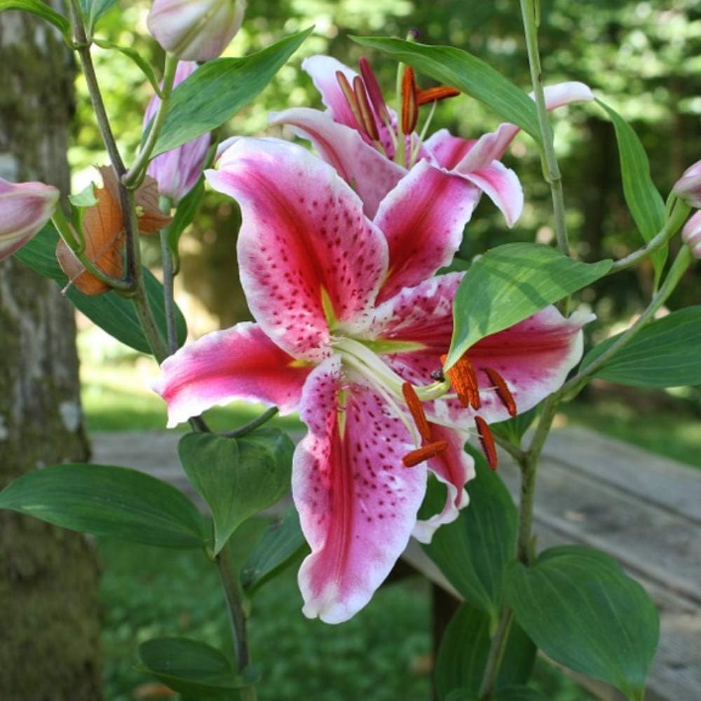 Great Deal! 6 Pack Flower Bulbs - Giant Stargazer Flower Lily Perennial Bulbs - Petals with Deep Fuchsia in The Middle Fading to Light Pink Trimmed in White