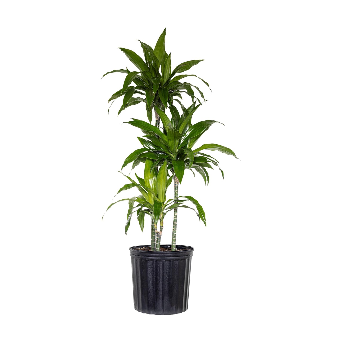 Dracaena Janet Craig Live Plant, 38–42 inches Tall in 10 inch Pot, Low Light Tropical Indoor Tree, Easy Care Air Purifier Plant for Home, Office and Interior Decor by United Nursery