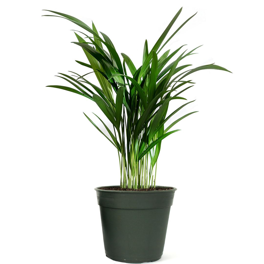 American Plant Exchange Live Areca Palm – 6-Inch Pot – Tropical Houseplant with Feathery Green Fronds, Pet-Friendly Easy Care Indoor Plant for Homes, Offices, Apartments & Decorative Spaces