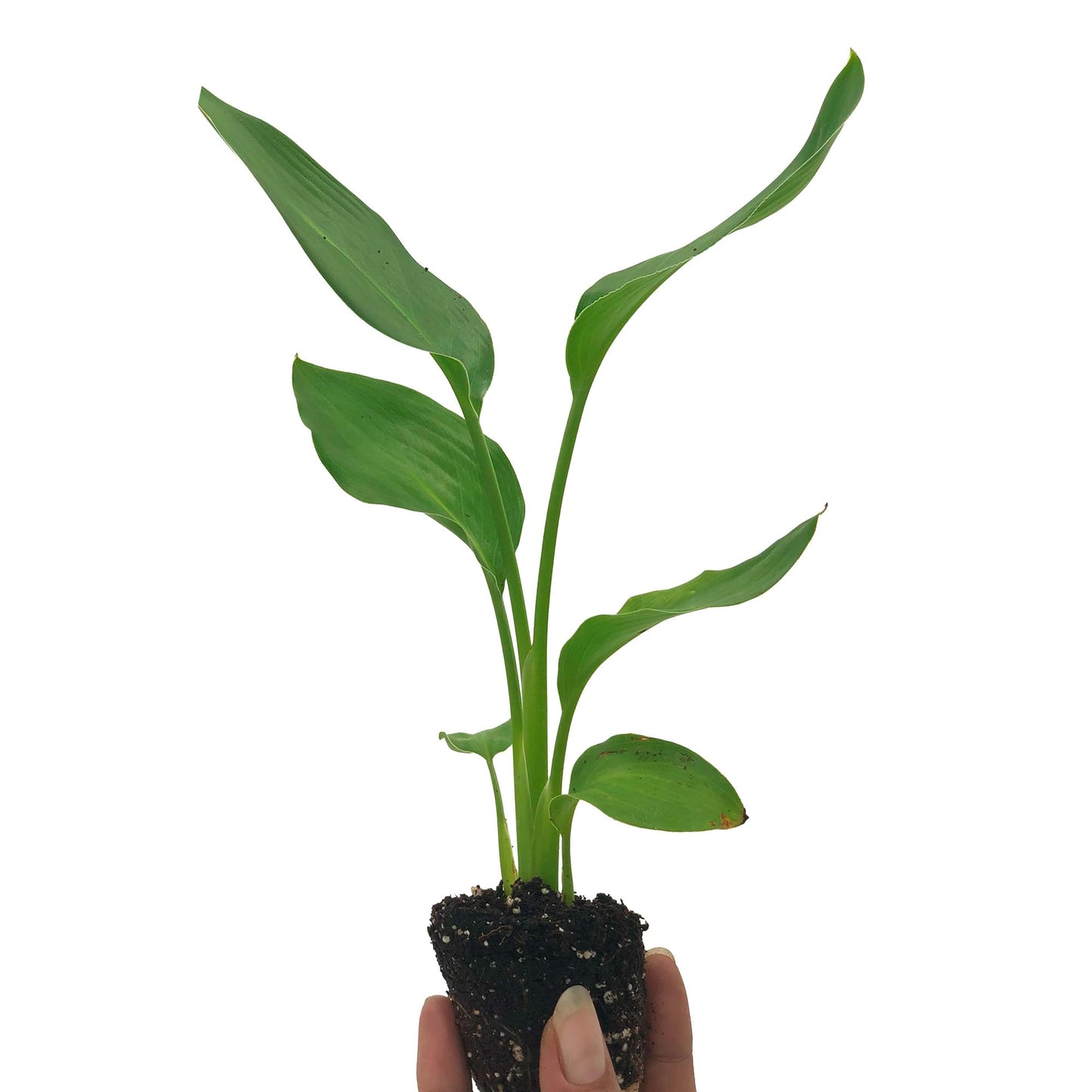 Live Orange Birds of Paradise Plant - ‘Orange Birds of Paradise’ Strelitzia Reginae - ragnaroc Tropical Plant 6-10” Tall - 1ct - Live Arrival Guaranteed - House Plants for Home Decor & Gift