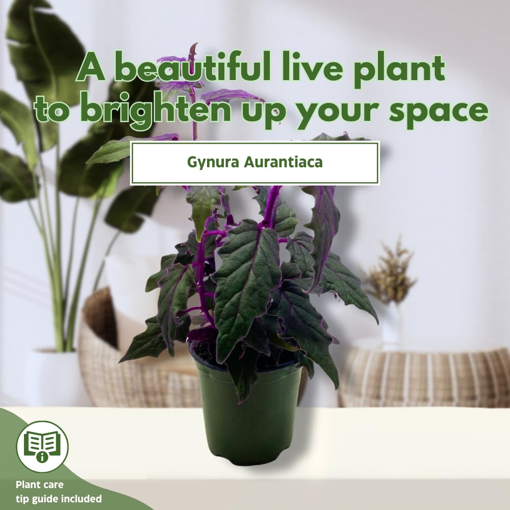 BubbleBlooms Purple Passion Velvet Plant Gynura Aurantiaca in a 4 inch Pot