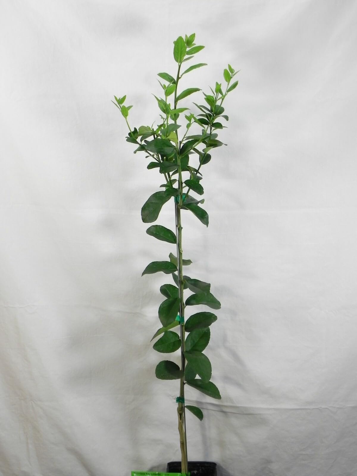 Live Plant - Thornless Mexican Key Lime Tree - Semi-Dwarf - 18-36" Tall - Live Citrus Plant