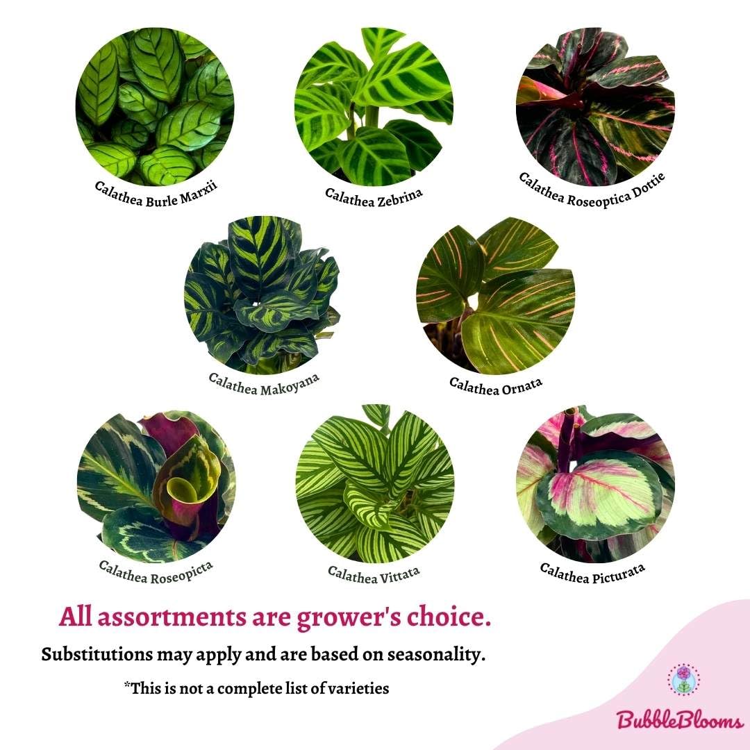 BubbleBlooms Calathea Assortment Set, 4 inch pots, Set of 3, Prayer Plant Variety, Great Indoor Houseplants, Rattlesnake, Stella, Medallion, Vittata