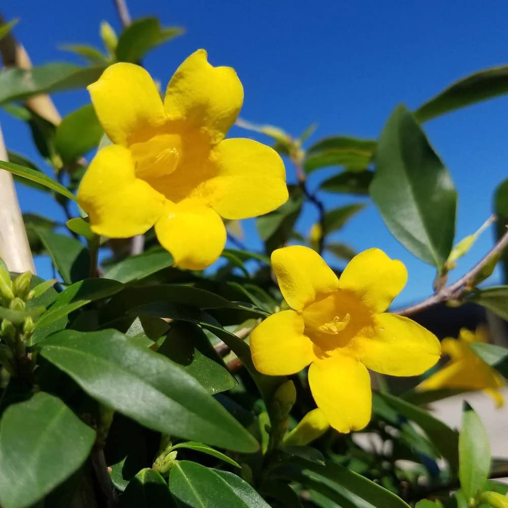 Carolina Jessamine (1 Gallon) Semi-Evergreen Blooming Vine with Yellow Flowers - Full Sun to Part Sun Live Outdoor Plant