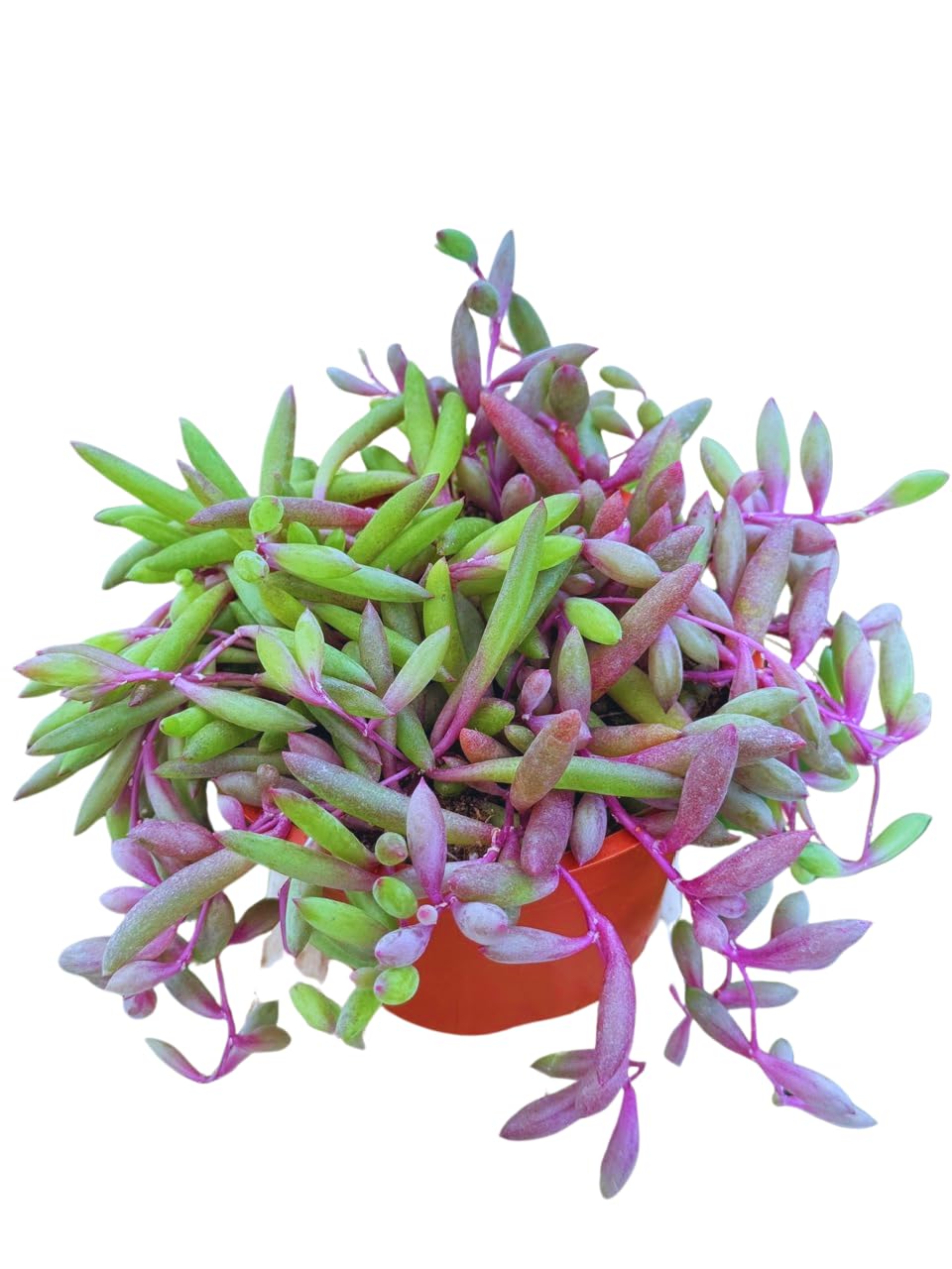 Live Succulent 4" Othonna Capensis Ruby Necklace, Succulents Plants Live, Succulent Plants Fully Rooted, House Plant for Home Office Decoration, DIY Projects, Party Favor Gift By The Succulent Cult