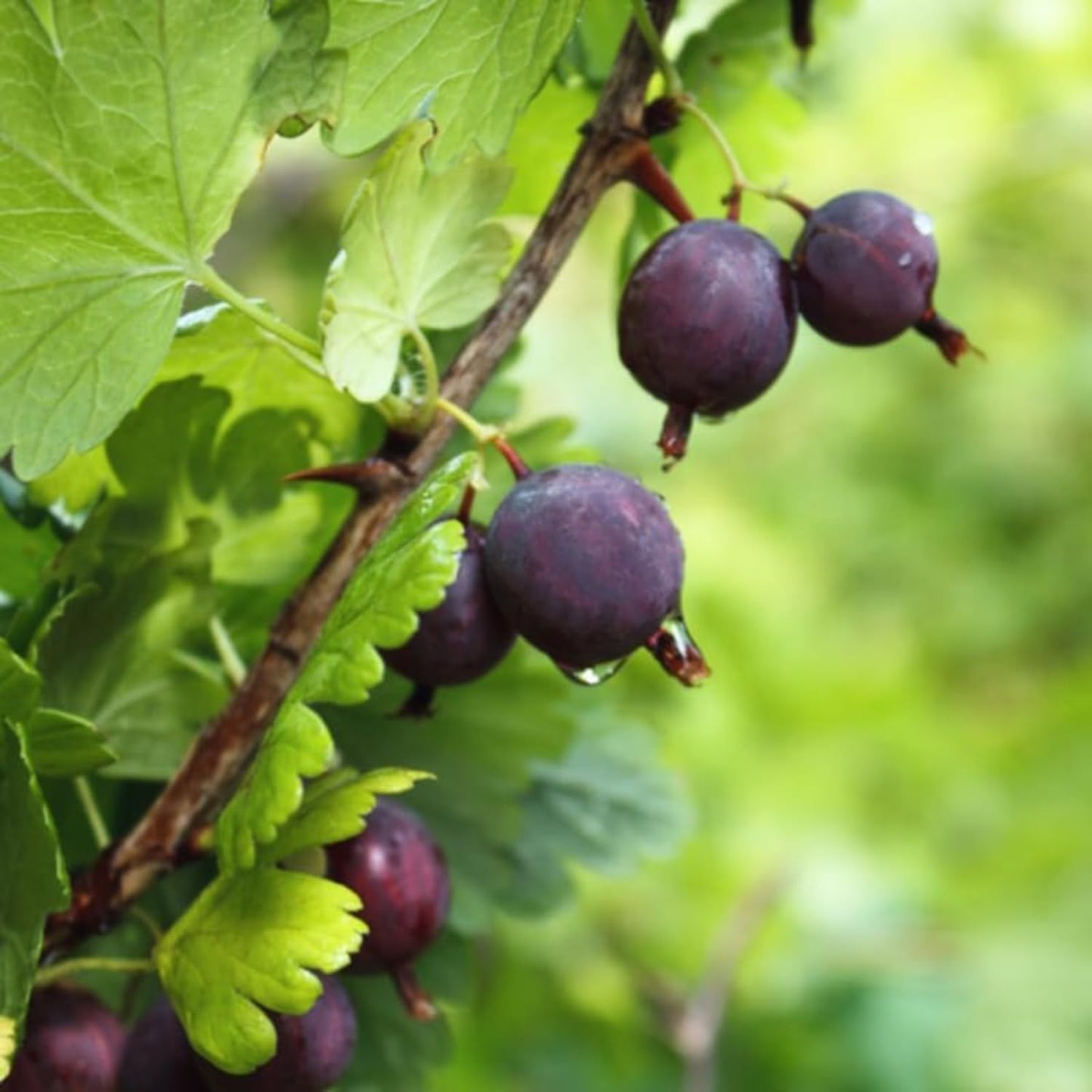 Black Velvet Gooseberry Bush Live Plant Well Rooted, 5-9 Inc Height, Gooseberry Plant Live for Planting