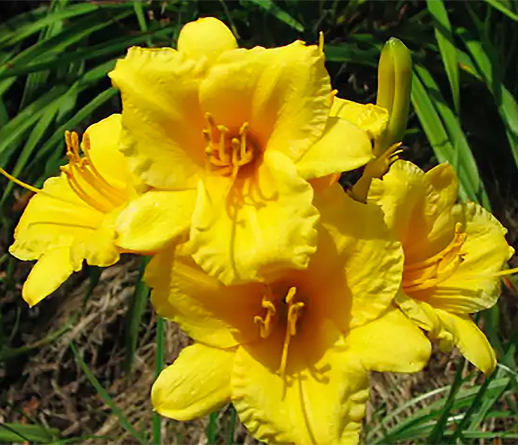 Pink Daylily - Bare Root Plant, Hardy Perennial for Zone 4, Delicate Pink Blooms, Low Maintenance, Ideal for Full Sun or Partial Shade, Perfect for Garden Borders & Landscapes