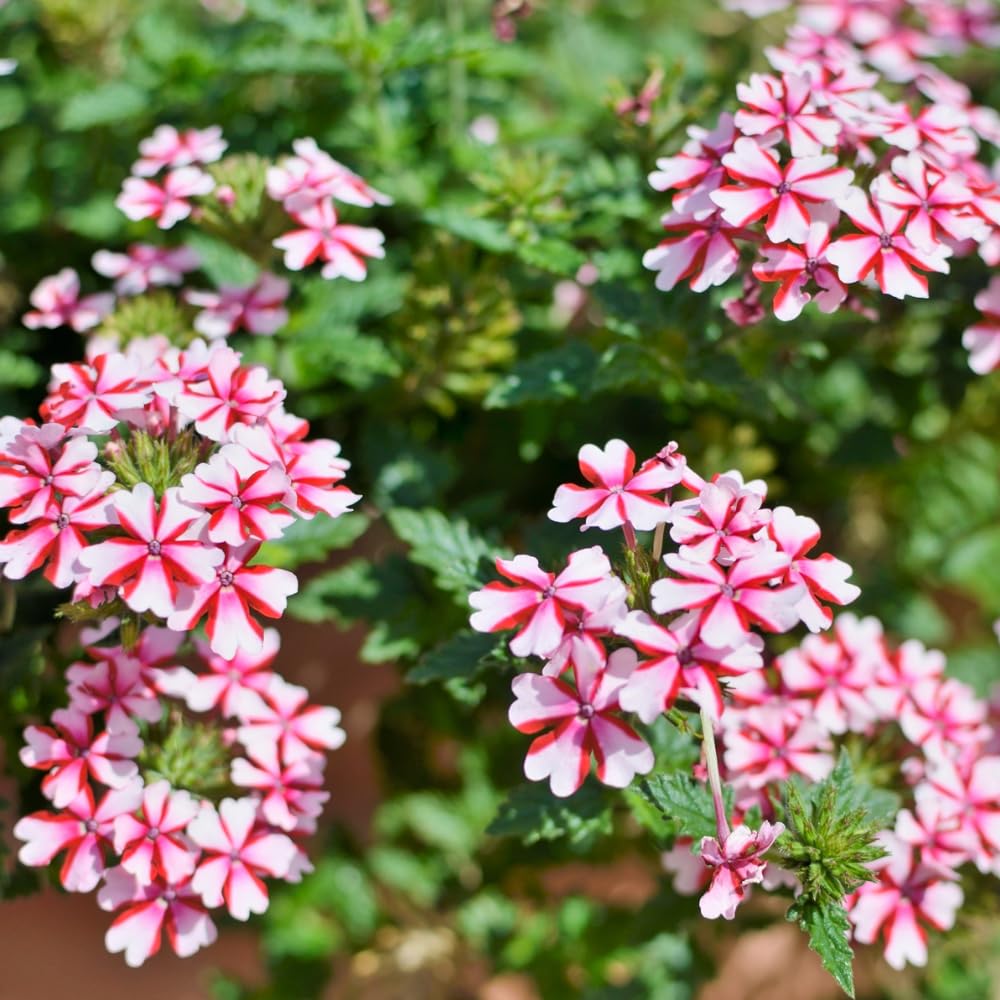 2 Verbena Live Plants, Trailing Verbena Plants for Planting Outdoor, Perennial Ground Cover Flowers 4-7 Inches (Bicolor)