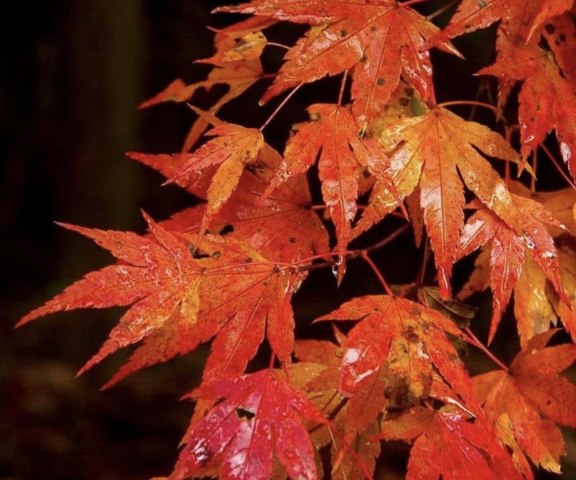 Autumn Blaze Maple Tree - 10-16" Tall Seedling - Quart Pot - Live Plant - Acer x freemanii 'Jeffersred'