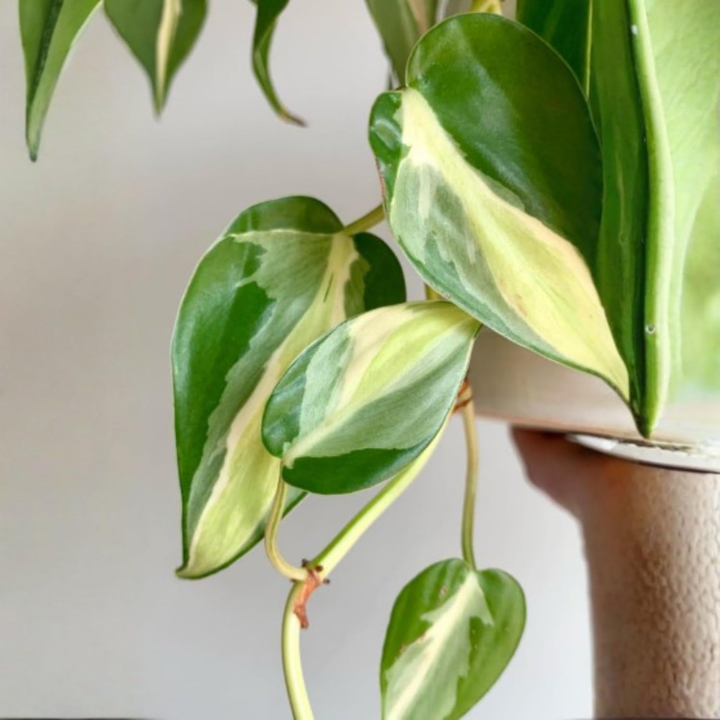 Philodendron Plant in 4 Inch Pot, Tropical Indoor Houseplant, Easy Care Foliage Plant for Home, Office, or Patio (Silver Stripe Philodendron)