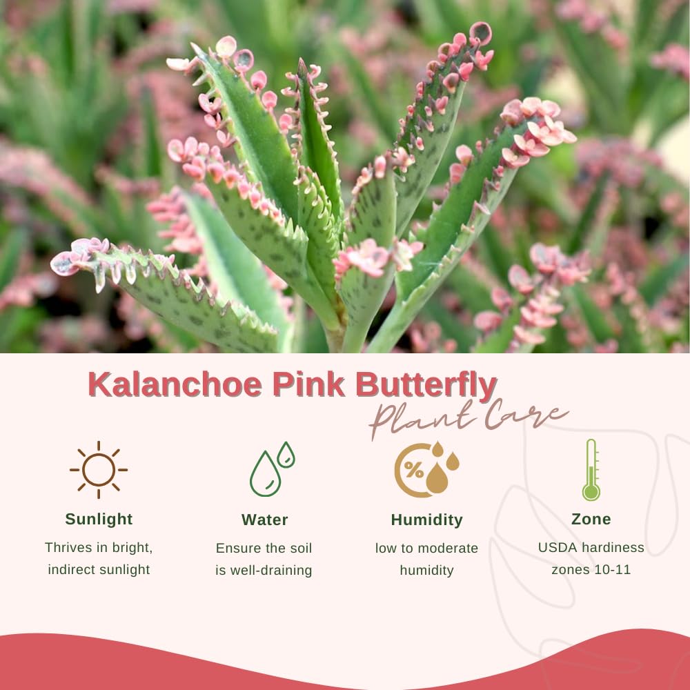 Kalanchoe Pink Butterfly Plant, Pink Mother of Thousands Succulents, Hardy Succulent Indoor Planting 2 Inch Pot
