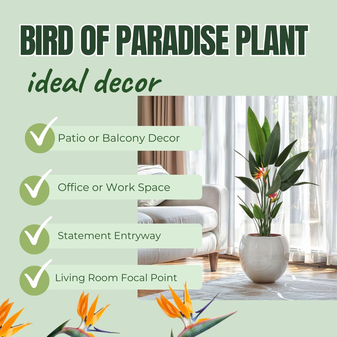 Set 2 Orange Bird of Paradise Plants Live, Strelitzia Reginae Live Plant, Established Roots, 5 Inc to 1 Feet Tall, No Pot