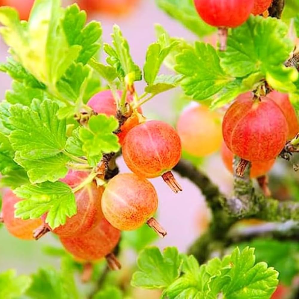 Gooseberry Tree Plant Live, Gooseberry Bush Live Plant, Fully Rooted 5-9 Inch Tall, Gooseberry Plant Live for Planting Outdoors