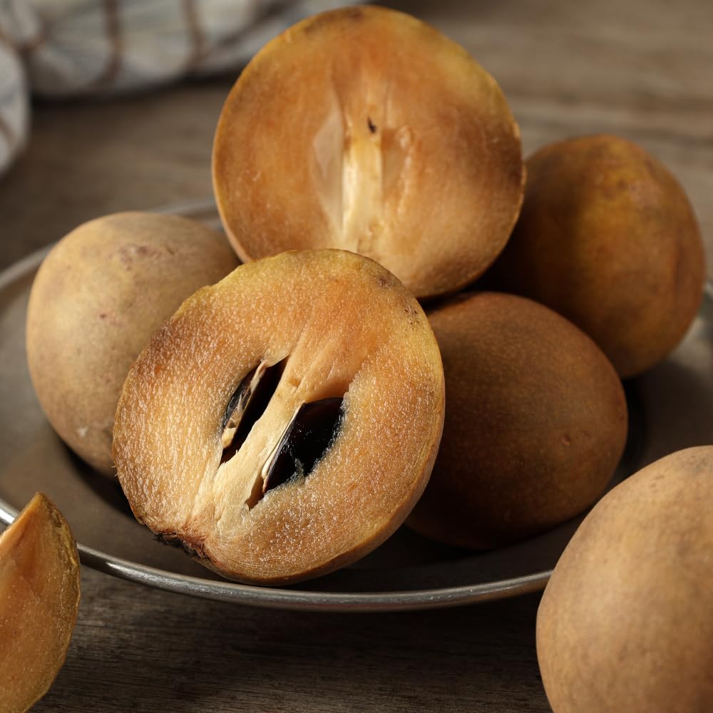 Sapodilla Tree Live Plant, Sapote Fruit Tree Plants for Outdoor Garden, 2-3' Tall in 3 Gallon Pot, No Ship to CA
