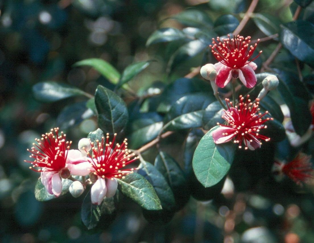 Live Plant - Pineapple Guava Feijoa Sellowiana Well Rooted Starter Plant Grow Sweet Fruit
