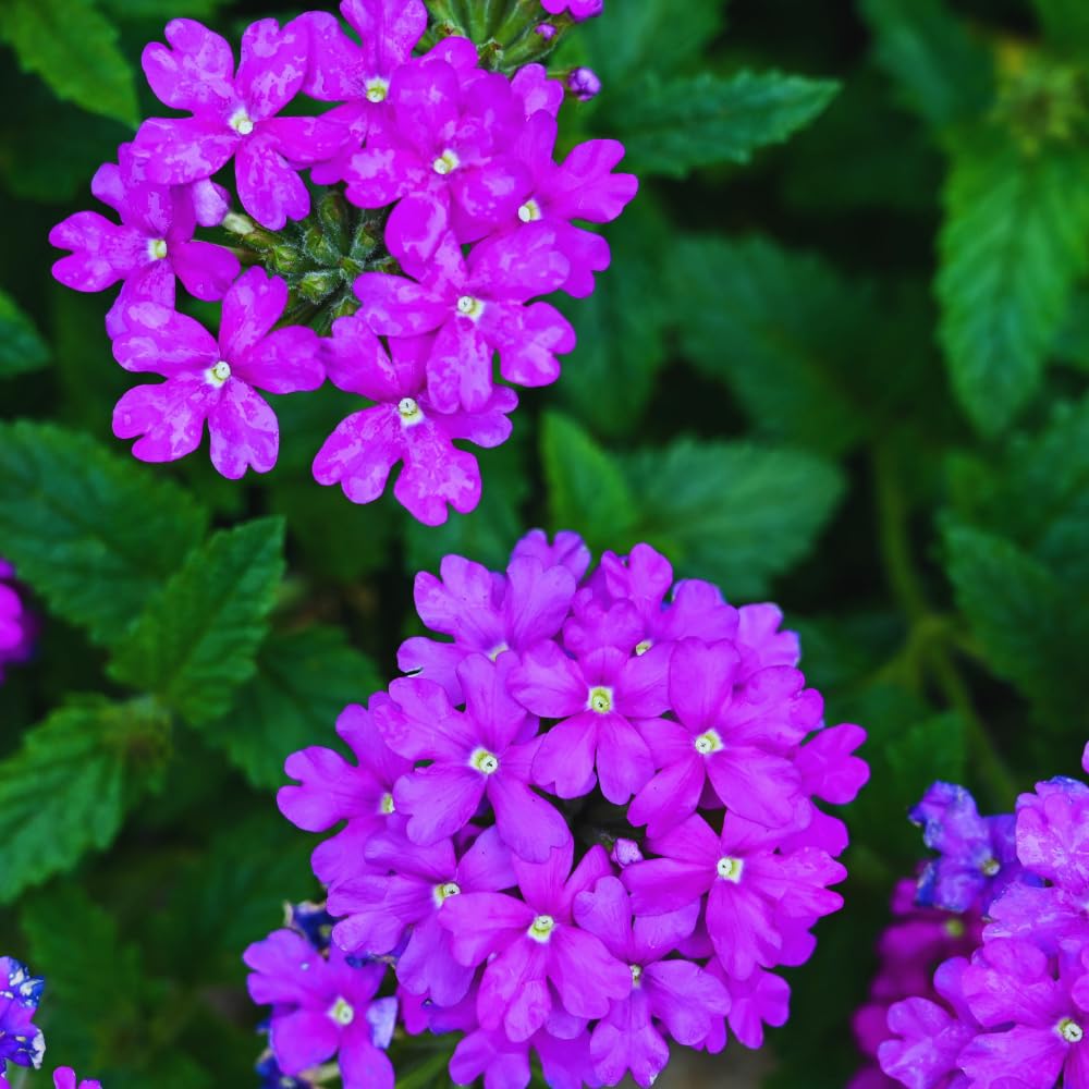 2 Purple Verbena Plants Live for Planting, Colorful Blooming Flower Plant, Verbena Live Plants, 5 to 7 Inc Tall