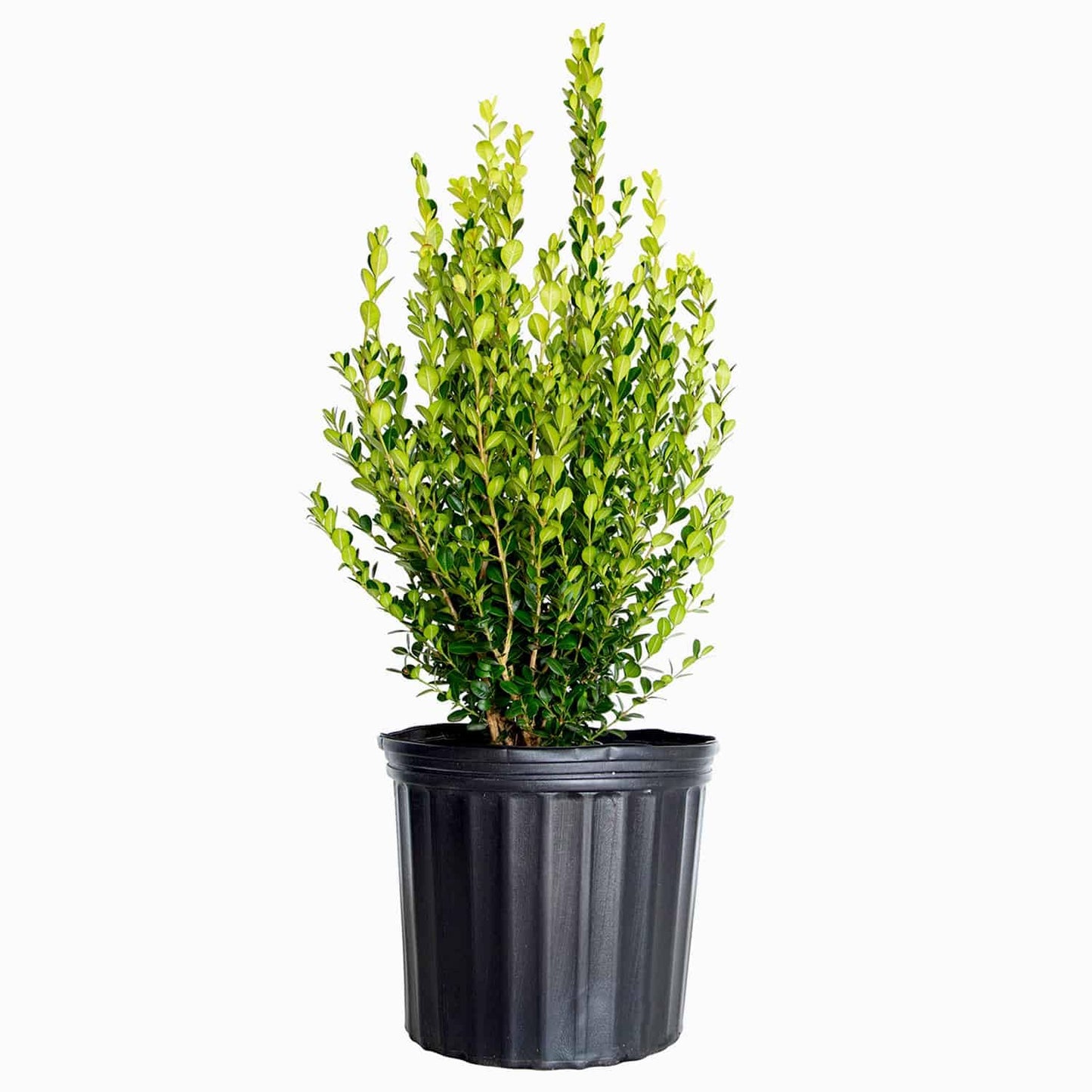 Wintergreen Boxwood (2.5 Gallon) Low-Maintenance Evergreen Hedge Shrub - Full Sun Live Outdoor Plant