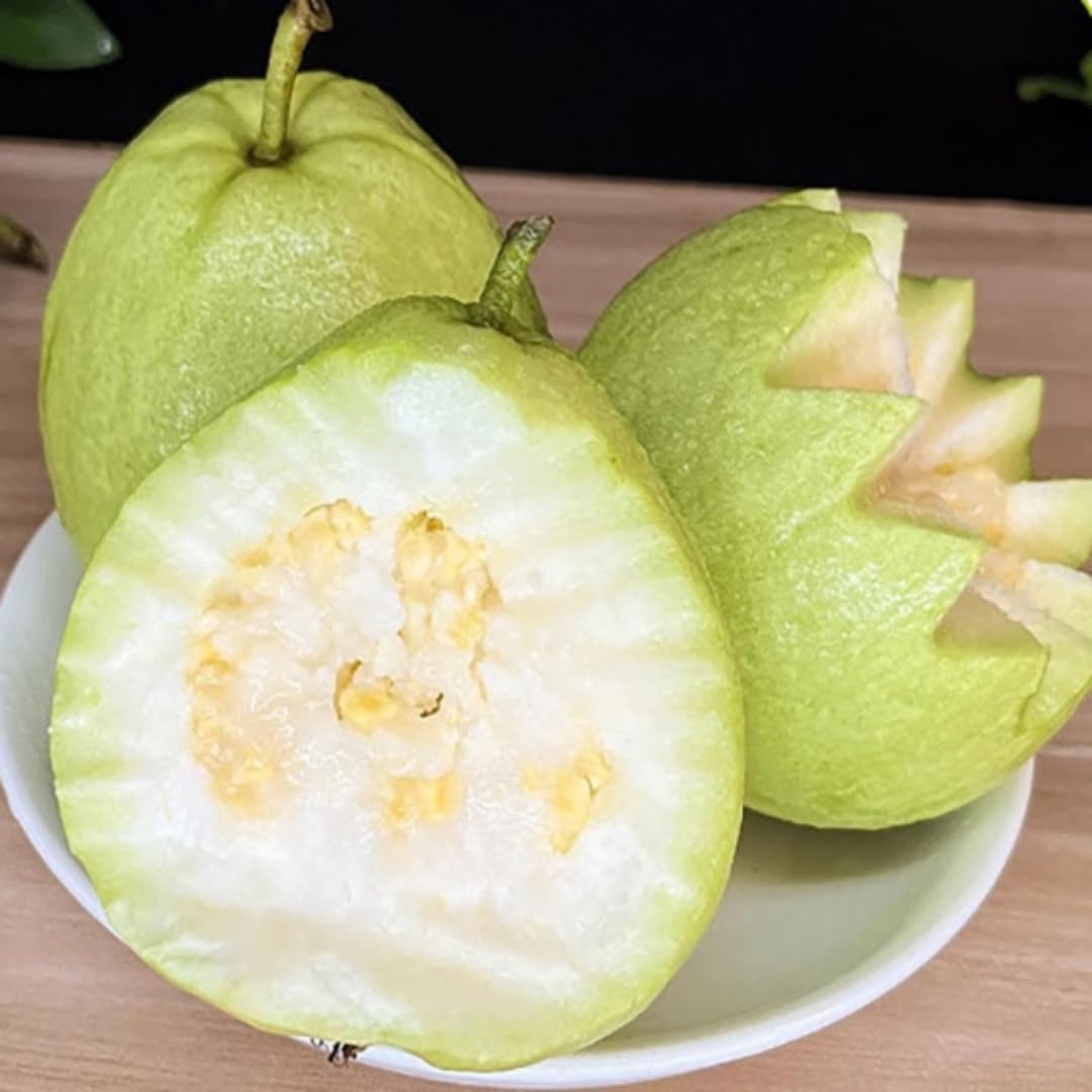 No CA, Live Kilo Guava Tree Plant Well-Rooted in Gallon Pot, 2-3 Feet Fruiting Airlayered Guava Grafted Fruits Plant for Planting