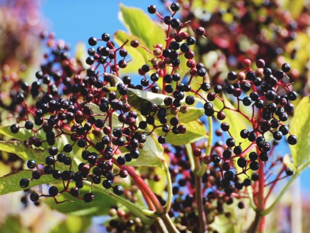 Set 3 American Elderberry Trees Live Plants for Planting, Black Elderberry Bush Live Plants, Sweet Elderberry Plants Live, Sambucus Canadensis Elderberries Fruit Trees 6 to 12 Inch Tall Bareroots