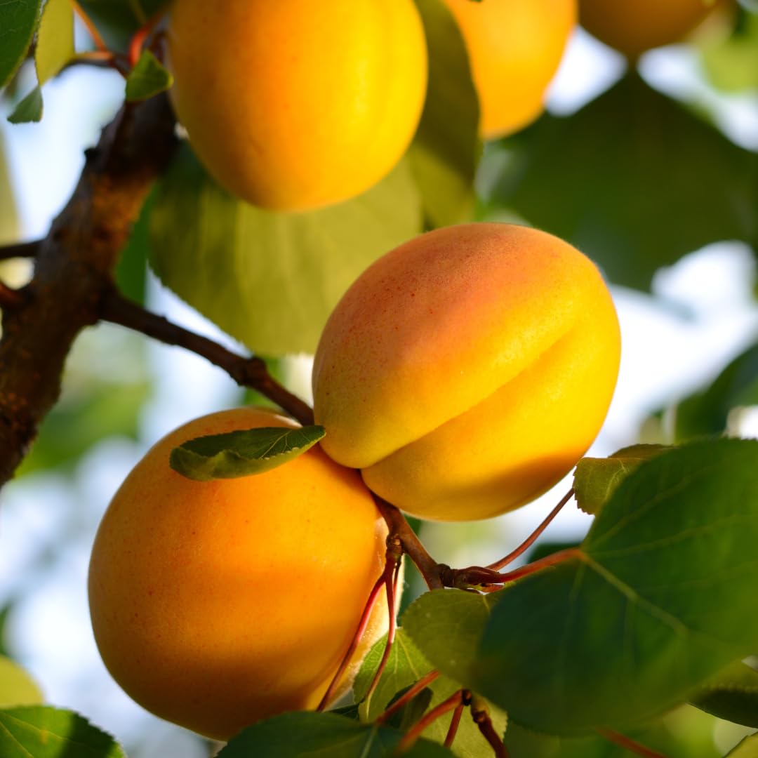 Live Apricot Tree for Planting, 2–3 ft Tall in 3-Gallon Pot, Fruit Tree, Suitable for Outdoor Garden Planting, No Ship to CA