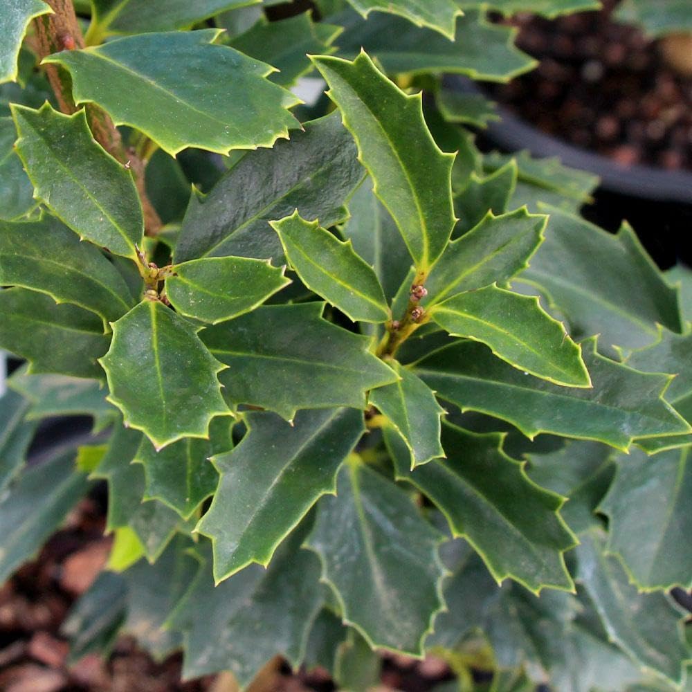 Live Plant - Oak Leaf Red Holly Shrub/Tree - Live Plant - 6-12" Tall, 3" Pot - Ilex x 'Conaf'