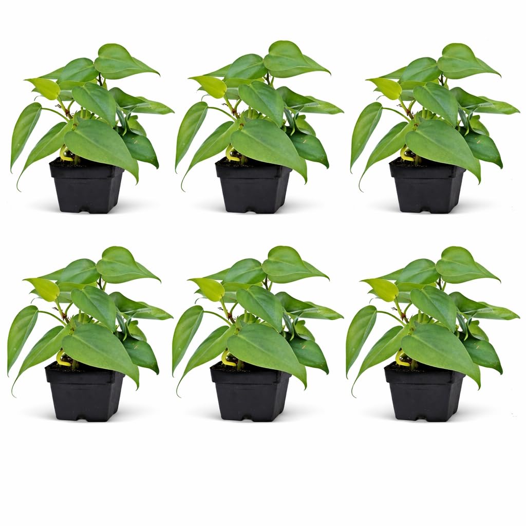 6 Pack Live Heartleaf Green Philodendron in 3 Inch Pots, Philodendron Hederaceum Indoor Houseplants, Vining Live Plants
