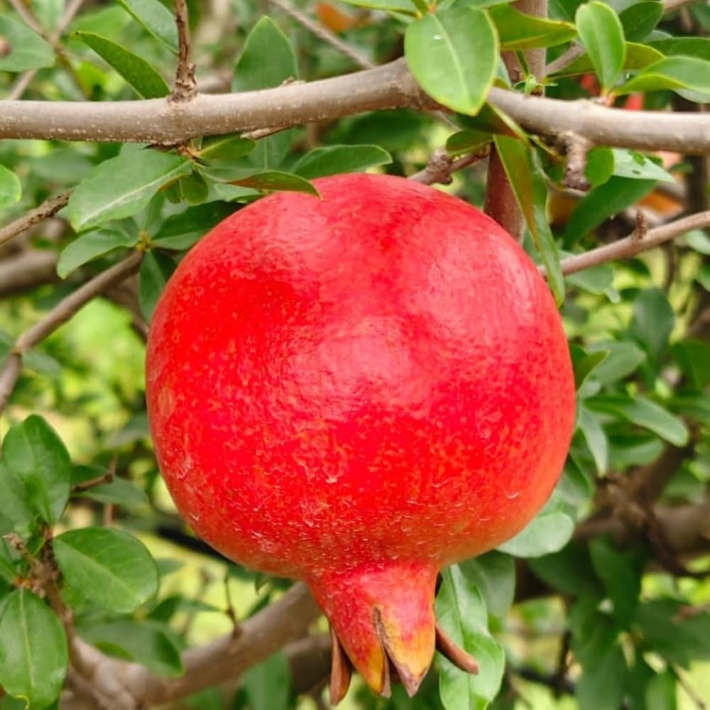 Wonderful Pomegranate Plant Live, Cold Hardy Pomegranate Tree Live Plant, 4 to 7 Inches Long, Fruit Bearing for The Patio